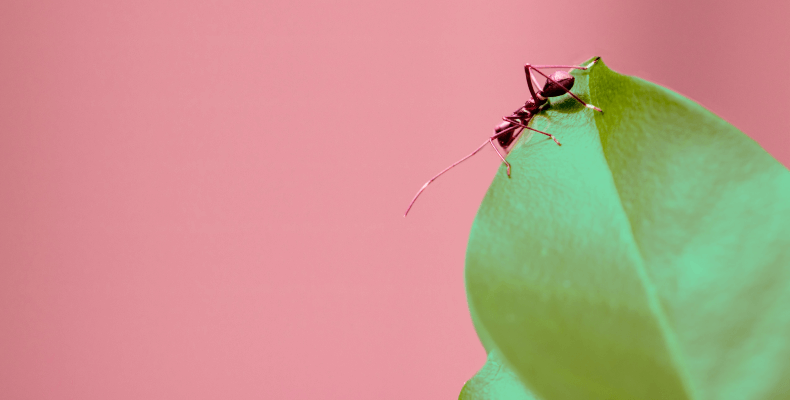Środek na mrówki
