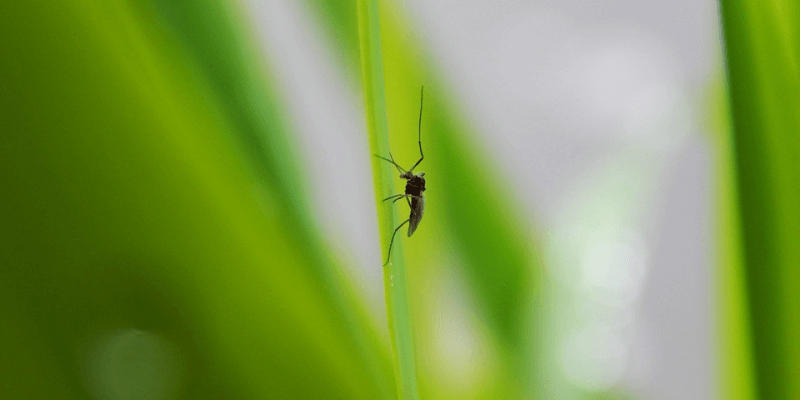 Komary w domu